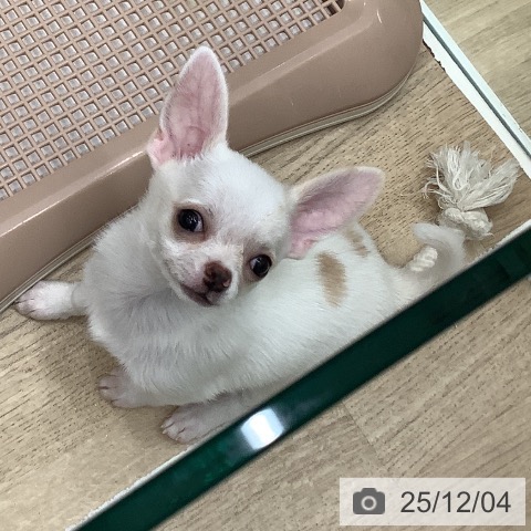 大阪府のチワワ(ロング) (ペットプラス 鶴見店/2025年9月18日生まれ/男の子/ホワイトクリーム)の子犬の4枚目の画像