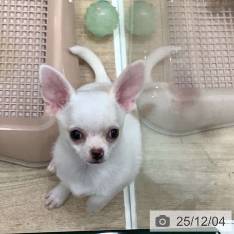 大阪府のチワワ(ロング) (ペットプラス 鶴見店/2025年9月18日生まれ/男の子/ホワイトクリーム)の子犬の3枚目の画像