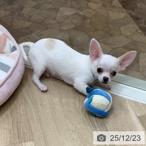 大阪府のチワワ(ロング) (ペットプラス 鶴見店/2025年9月18日生まれ/男の子/ホワイトクリーム)の子犬の3枚目の画像