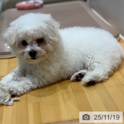 ビション・フリーゼの写真