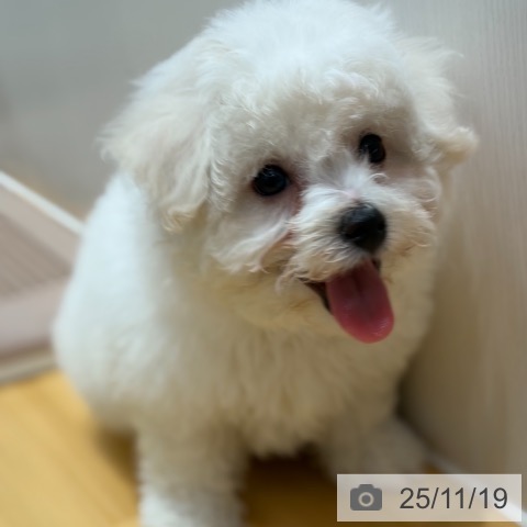 ビション・フリーゼの写真