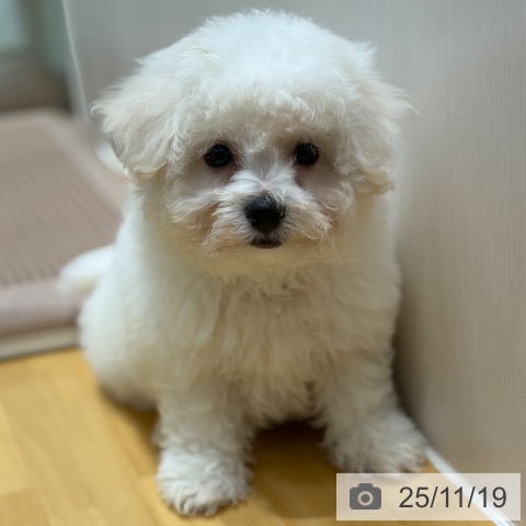 ビション・フリーゼの写真