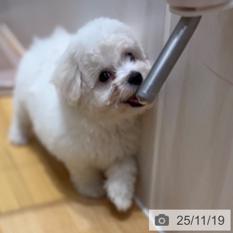 ビション・フリーゼの写真