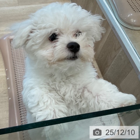 大阪府のビションフリーゼ (ペットプラス 堺北花田店/2025年9月19日生まれ/男の子/ホワイト)の子犬の4枚目の画像