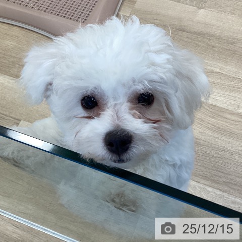 大阪府のビションフリーゼ (ペットプラス 堺北花田店/2025年9月19日生まれ/男の子/ホワイト)の子犬の3枚目の画像