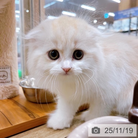 スコティッシュフォールドの写真