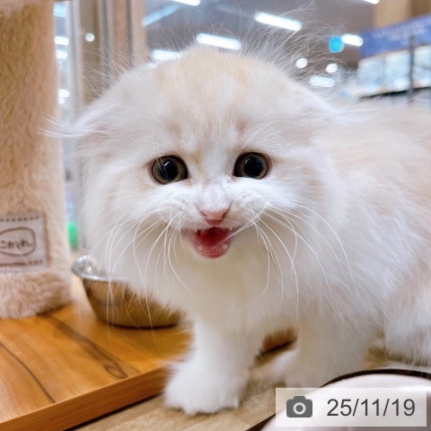 スコティッシュフォールドの写真