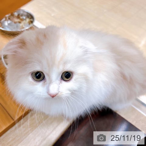 スコティッシュフォールドの写真