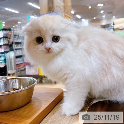 スコティッシュフォールドの写真