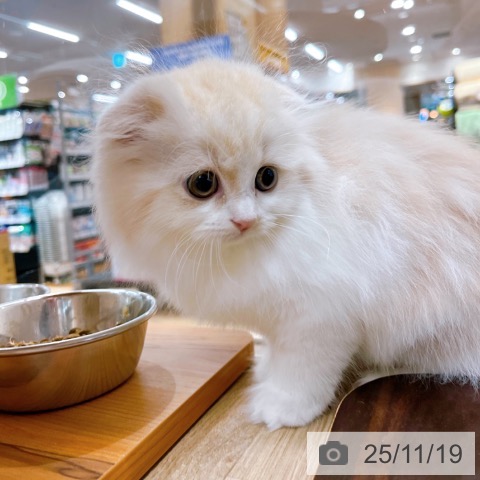 スコティッシュフォールドの写真