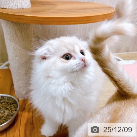 大阪府のスコティッシュフォールド (ペットプラス イオン大日店/2025年9月19日生まれ/女の子/クリームタビーホワイト)の子猫の4枚目の画像