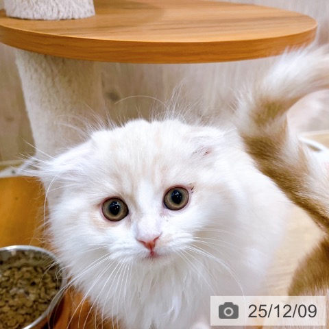 大阪府のスコティッシュフォールド (ペットプラス イオン大日店/2025年9月19日生まれ/女の子/クリームタビーホワイト)の子猫の3枚目の画像