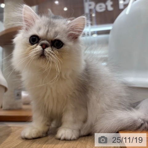 ペルシャの写真