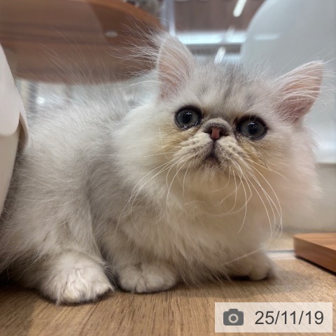 ペルシャの写真