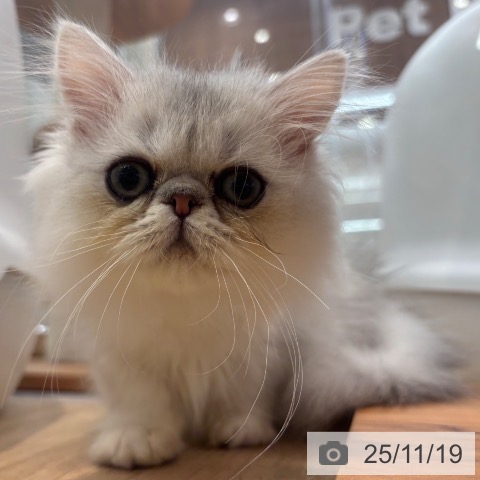 ペルシャの写真