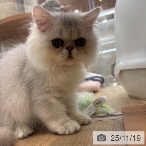 ペルシャの写真