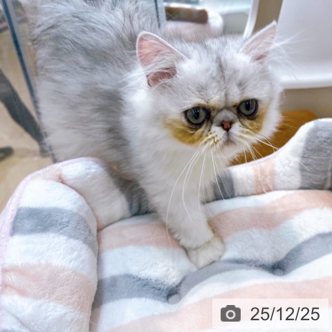 大阪府のペルシャ (ペットプラス イオン大日店/2025年9月19日生まれ/男の子/シェーデットシルバー)の子猫の4枚目の画像