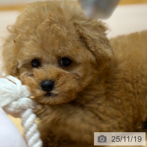 トイ・プードルの写真