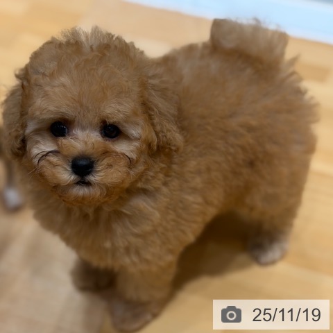 トイ・プードルの写真