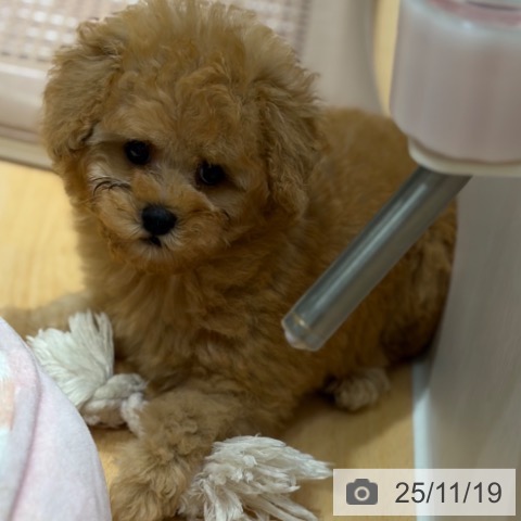 トイ・プードルの写真