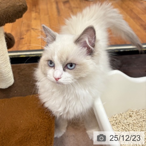 京都府のラグドール (ペットプラス 久御山店/2025年9月20日生まれ/男の子/ブルーポイントバイカラー)の子猫の3枚目の画像