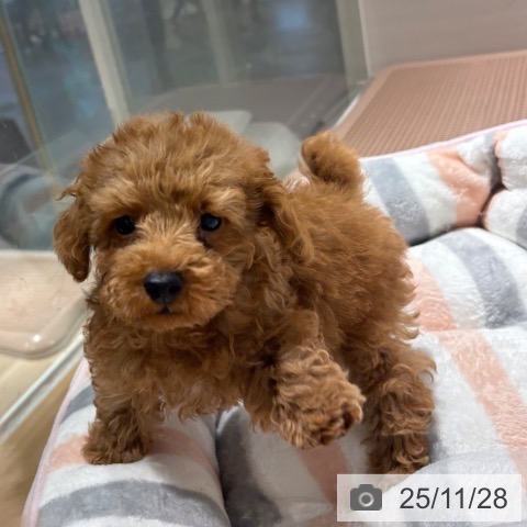 兵庫県のトイプードル(トイ) (ペットプラス 神戸三宮店/2025年9月17日生まれ/男の子/レッドフォーン)の子犬の4枚目の画像