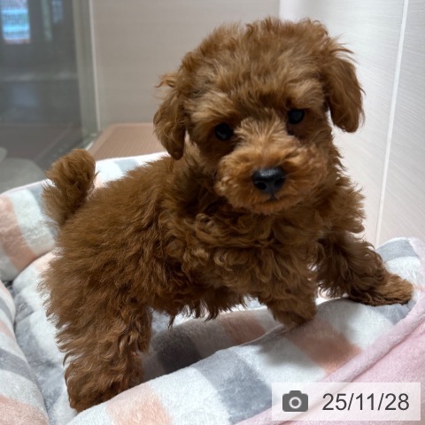 兵庫県のトイプードル(トイ) (ペットプラス 神戸三宮店/2025年9月17日生まれ/男の子/レッドフォーン)の子犬の3枚目の画像