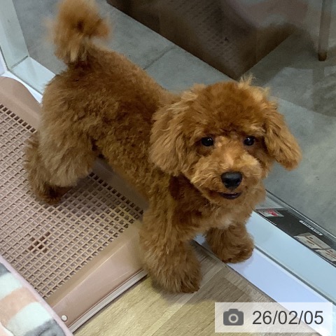 兵庫県のトイプードル(トイ) (ペットプラス 明石店/2025年9月17日生まれ/男の子/レッドフォーン)の子犬の4枚目の画像