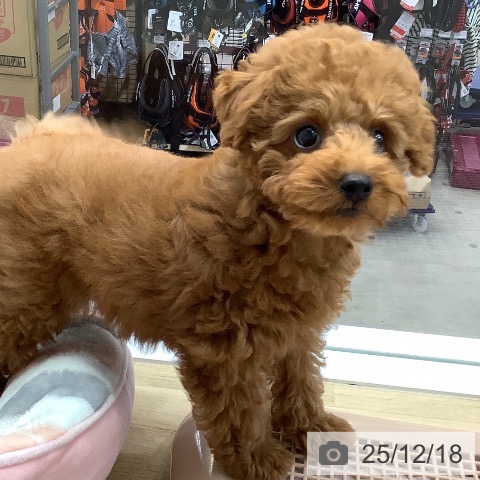 兵庫県のトイプードル(トイ) (ペットプラス 明石店/2025年9月17日生まれ/男の子/レッドフォーン)の子犬の4枚目の画像