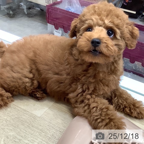 兵庫県のトイプードル(トイ) (ペットプラス 明石店/2025年9月17日生まれ/男の子/レッドフォーン)の子犬の3枚目の画像