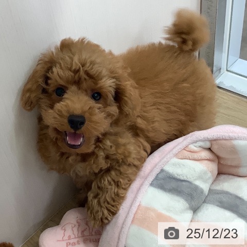 兵庫県のトイプードル(トイ) (ペットプラス 明石店/2025年9月17日生まれ/男の子/レッドフォーン)の子犬の3枚目の画像