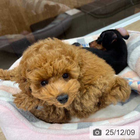 大阪府のトイプードル(トイ) (ペットプラス りんくう泉南店/2025年9月17日生まれ/男の子/レッドフォーン)の子犬の4枚目の画像