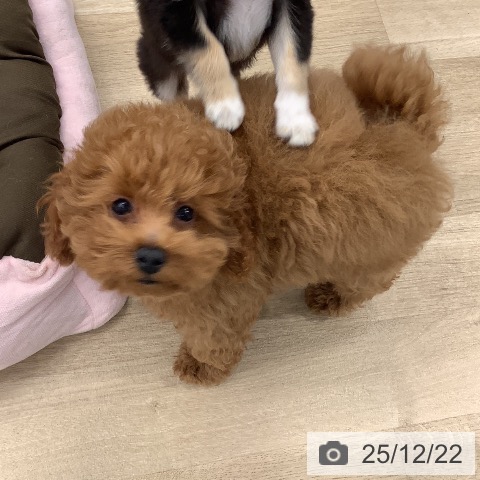 大阪府のトイプードル(トイ) (ペットプラス りんくう泉南店/2025年9月17日生まれ/男の子/レッドフォーン)の子犬の4枚目の画像