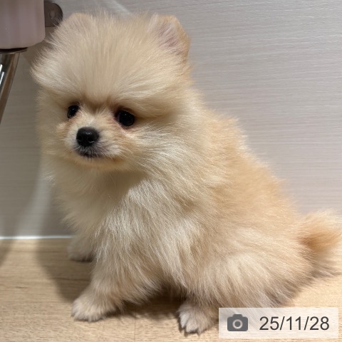兵庫県のポメラニアン (ペットプラス 神戸三宮店/2025年9月17日生まれ/男の子/クリーム)の子犬の4枚目の画像