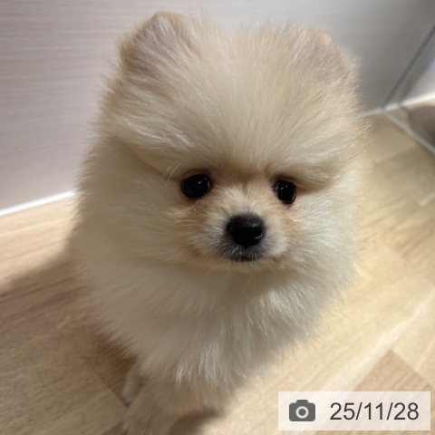 兵庫県のポメラニアン (ペットプラス 神戸三宮店/2025年9月17日生まれ/男の子/クリーム)の子犬の3枚目の画像