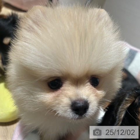 兵庫県のポメラニアン (ペットプラス 姫路大津店/2025年9月17日生まれ/男の子/クリーム)の子犬の4枚目の画像