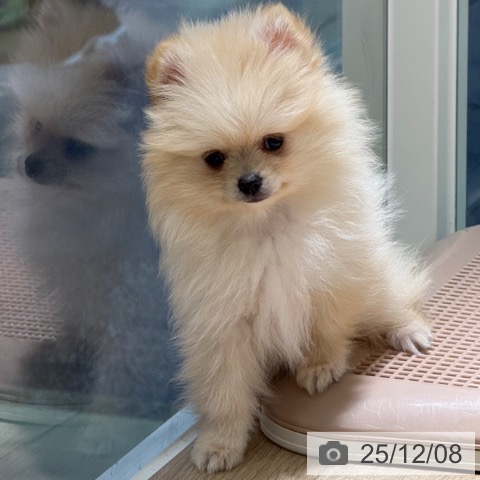 兵庫県のポメラニアン (ペットプラス 姫路大津店/2025年9月17日生まれ/男の子/クリーム)の子犬の3枚目の画像