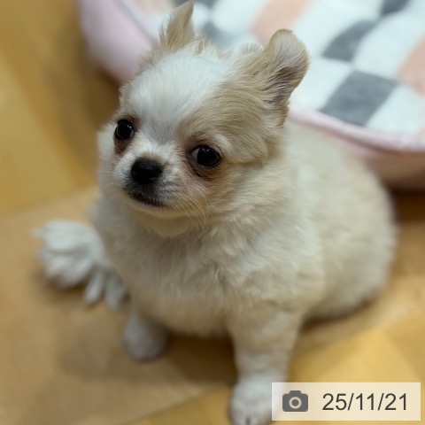 奈良県のチワワ(ロング) (ペットプラス 大和郡山店/2025年9月21日生まれ/男の子/クリームホワイト)の子犬の4枚目の画像