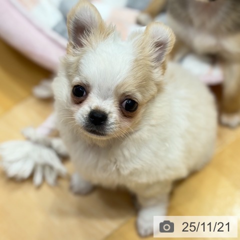 奈良県のチワワ(ロング) (ペットプラス 大和郡山店/2025年9月21日生まれ/男の子/クリームホワイト)の子犬の3枚目の画像