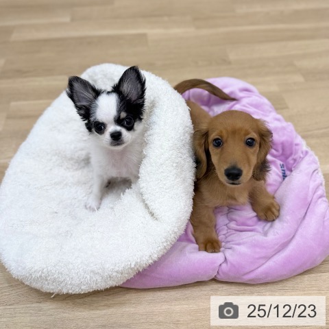 京都府のチワワ(ロング) (ペットプラス 久御山店/2025年9月21日生まれ/男の子/ホワイトブラックタン)の子犬の4枚目の画像