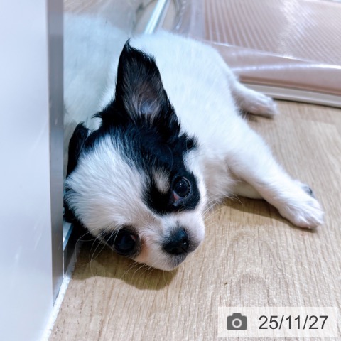 大阪府のチワワ(ロング) (ペットプラス イオン大日店/2025年9月21日生まれ/男の子/ホワイトブラックタン)の子犬の4枚目の画像