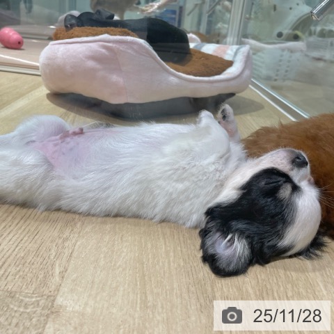 大阪府のチワワ(ロング) (ペットプラス イオン大日店/2025年9月21日生まれ/男の子/ホワイトブラックタン)の子犬の3枚目の画像