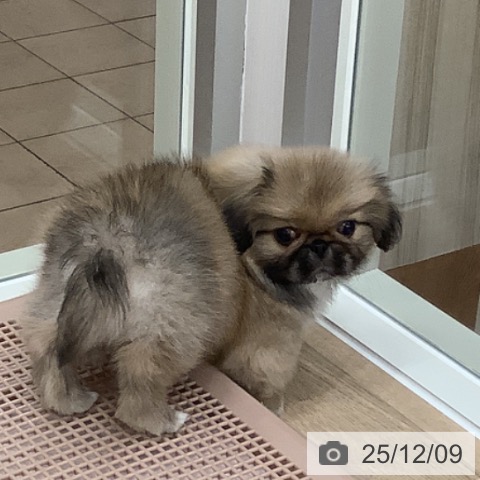 大阪府のペキニーズ (ペットプラス 鶴見店/2025年9月21日生まれ/男の子/フォーン)の子犬の4枚目の画像