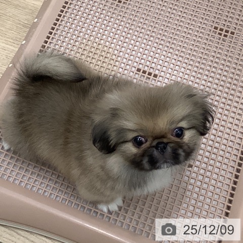 大阪府のペキニーズ (ペットプラス 鶴見店/2025年9月21日生まれ/男の子/フォーン)の子犬の3枚目の画像