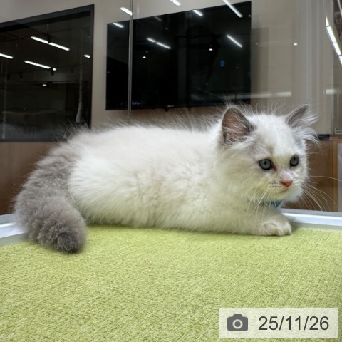 ラグドールの写真