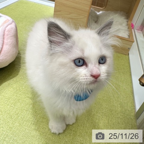 ラグドールの写真