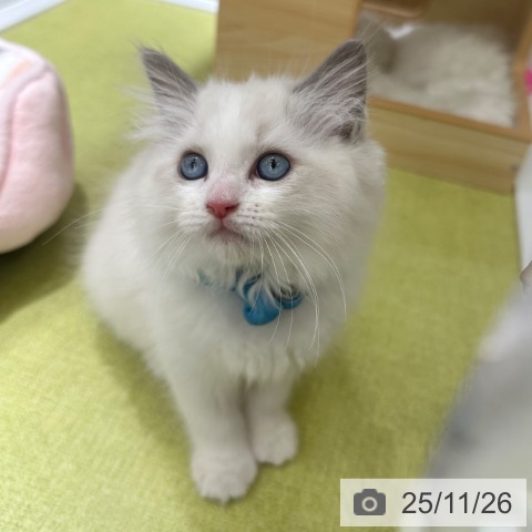 ラグドールの写真