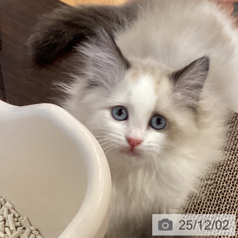 ラグドールの写真