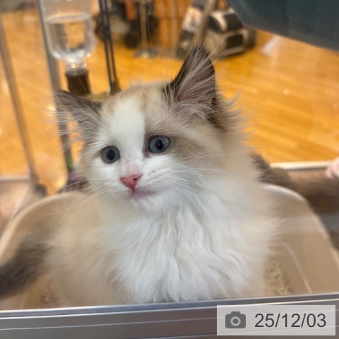 ラグドールの写真