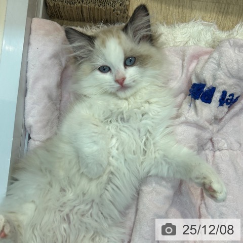 京都府のラグドール (ペットプラス イオンモールKYOTO店/2025年9月16日生まれ/男の子/シールポイントバイカラー)の子猫の4枚目の画像
